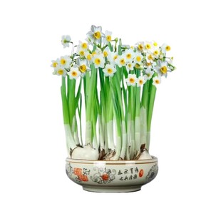 漳州水仙花种球种子特级水养花卉球根大球室内外冬季水培植物盆栽
