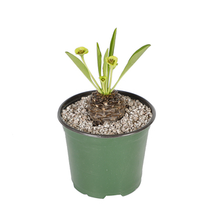 城南别院 大戟科 铁甲丸(实生)又名:苏铁大戟 趣味盆栽阳台