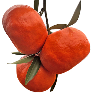 万州古红桔 四川红橘大红袍陈皮桔子皮川红橘皮新鲜水果柑子1斤装