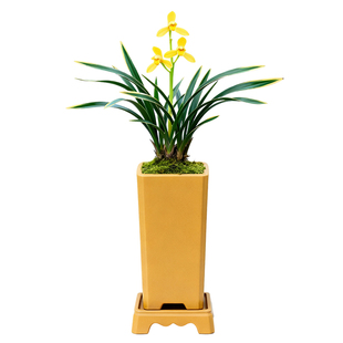 兰花矮种盆栽植物名贵品种兰草花花卉神童冠金边兰花苗带花苞盆景