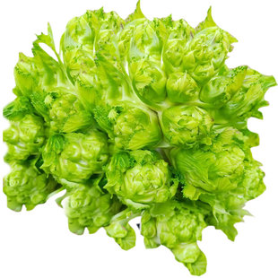 四川儿菜种子种籽芥菜种四季菜种娃娃菜蔬菜抱儿菜孑菜籽耳菜重庆