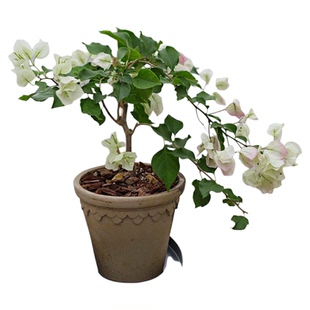 PHYSIS一路繁华似锦的三角梅绿樱新手爆花盆栽全日照耐热四季花