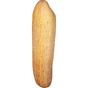 东北老黄瓜种子种籽苗秧老品种蔬菜秧苗旱孑南方苗子瓜类夏季菜苗