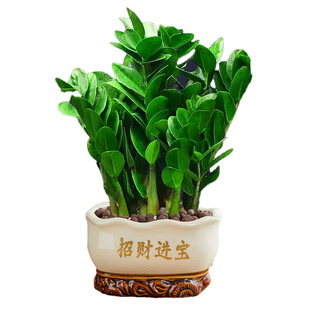 金钱树大盆栽 客厅旺宅招财钱串子好养易活年宵绿植室内摆件