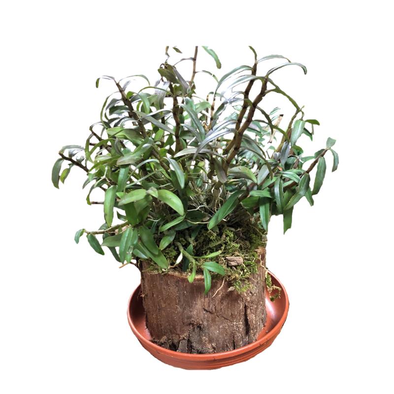 铁皮石斛苗盆栽绿植花卉看可食用雁荡山红杆能吃石斛吊兰种植大苗