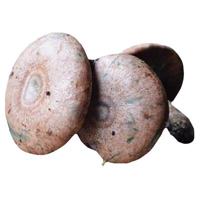 有货湖南枞树雁来蕈500g新鲜蘑菇