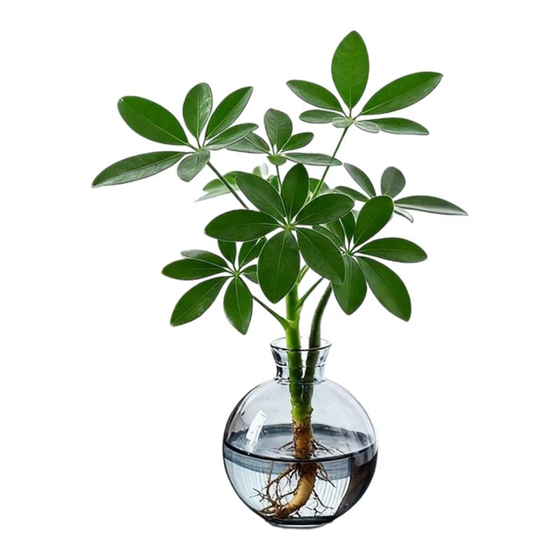 八方来财鸭脚木水培植物花卉盆栽办公室绿植客厅室内净化空气招财