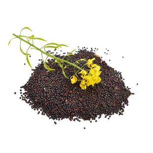 油菜籽种子德5油778油菜子种籽杂交种子多油耐寒抗倒香菜籽油种孑