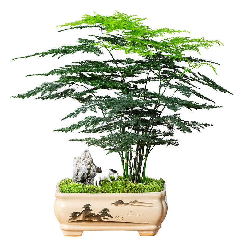 文竹盆栽室内花卉植物盆景客厅办公室桌面小绿植好养云竹四季常青