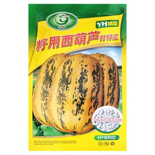 籽用西葫芦种子打籽西葫芦产籽角瓜多籽西葫芦白瓜子高产春季秋季