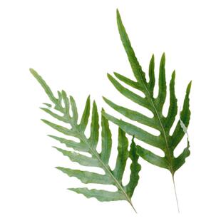 提升家居高级感叶材迷你贯众蕨绿植花艺花束配花办公家用插花水养