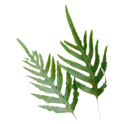 提升家居高级感叶材迷你办公贯众