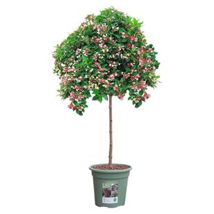 红王子锦带树苗高杆锦带树庭院绿篱耐寒风景树花卉盆栽地栽锦带苗