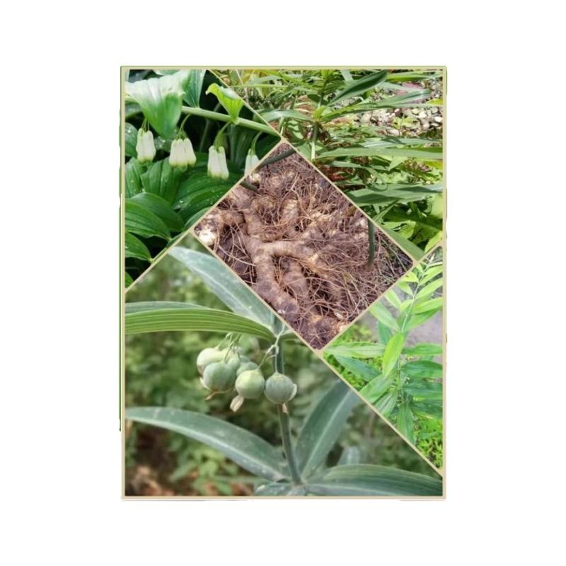 毛知母玉竹黄精苗除草剂禾阔双除