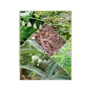 黄精苗后除草剂禾阔双除香附子杀草药中药材毛知母玉竹打灭草农药