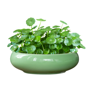 铜钱草专用水培花盆客厅大口径水养金钱草绿植盆栽办公桌陶瓷花器