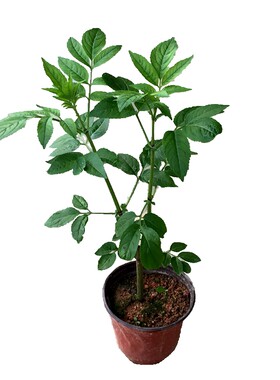 山野接骨草种苗八棱麻扭伤常用药