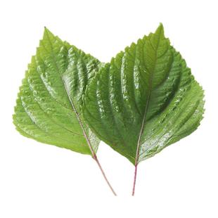 新鲜苏子叶青菜农家菜烤肉叶日式料理绿叶蔬菜紫苏菜叶500g