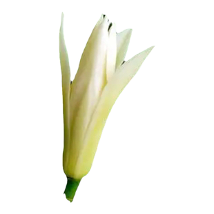 白兰花盆栽黄角兰树苗带花苞花卉植物室内阳台庭院四季开玉兰花苗