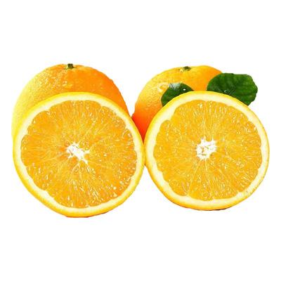 【7年老店】每日现摘带叶发顺丰