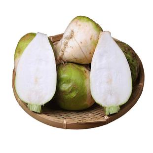 现挖新鲜芥菜疙瘩大头菜生辣老式腌咸菜丝下饭净蔬菜农家自种河南