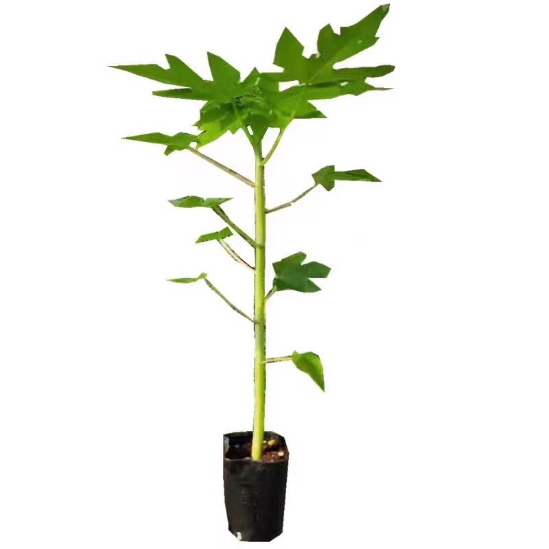 木瓜果树苗冰糖红心木瓜苗特大果苗果树苗南北方种植盆栽当年结果