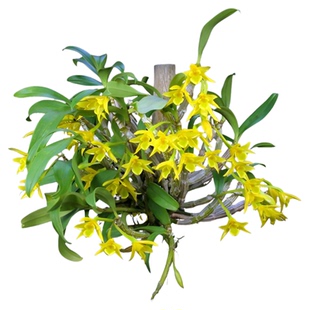 翅梗石斛盆栽吊兰花卉苗窗阳台室内外办公桌绿植物观赏浓香型寄生