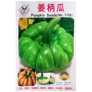 姜柄瓜种子姜饼瓜香甜花盘磨盘南瓜小麦瓜种籽春秋农家菜园蔬菜孑