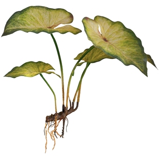 掬涵仿真带根须蕨类植物手感野芋叶绿植假花热带雨林装饰森系造景