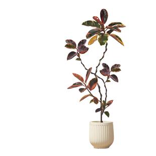 橡皮树客厅大盆栽花叶黑金刚客厅绿植室内大型好养落地禄植物真树