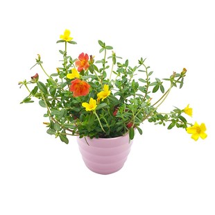 除虫菊种子驱蚊草菊花种籽四季播种多年生植物混色室内盆栽庭院