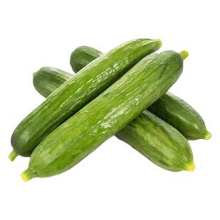 荷兰水果黄瓜苗无刺小黄瓜苗秧青瓜苗春秋四季高产阳台盆栽蔬菜苗