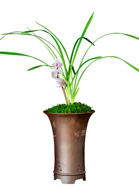 正品浓香型兰花室内好养观花植物