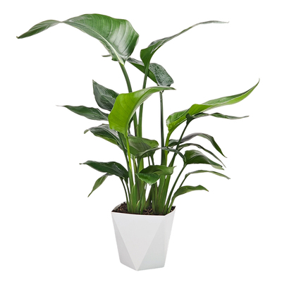 到手五盆室内净化空气绿植盆栽