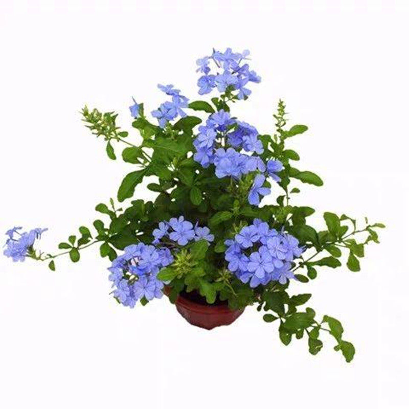 蓝雪花阳台庭院盆栽爬藤植物包邮