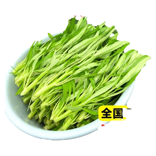 泰国白杆柳叶空心菜种籽白梗三叉菜秧苗蔬菜种子孑大全四季高产竹