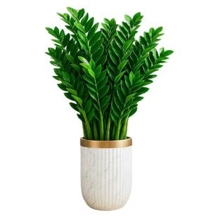 金钱树盆栽客厅大花盆办公室绿植大型植物开业送礼摆件公司前台花