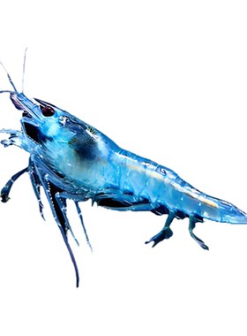 观赏虾活体宠物工具虾淡水除藻虾樱花虾极火虾黄金米虾水晶虾套餐