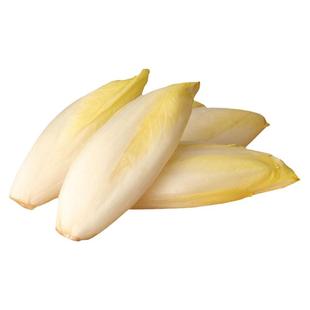 四季金玉兰菜种子新鲜多年生兰菊苣种籽阳台盆栽白玉兰菜水培蔬菜