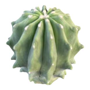 无刺王冠龙开花仙人球新款小黄花高档办公室内多肉植物无刺仙人球