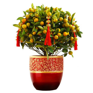 金橘桔子盆栽年宵花卉果树四季观赏小金桔盆景年桔室内大型盆栽