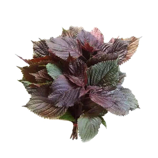 紫苏种子种籽孑紫苏子种籽苗盆栽可食用苏子叶树苗菜种蔬菜苏子叶