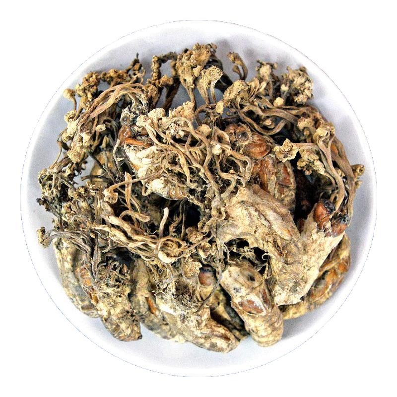 金蝉花中药材正品金蚕花蝉蛹草药