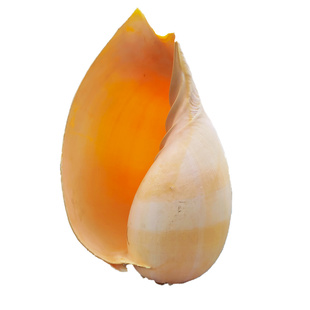 超大天然海螺贝壳黄瓢螺椰子螺  听海的声音居家装饰创意花盆摆件