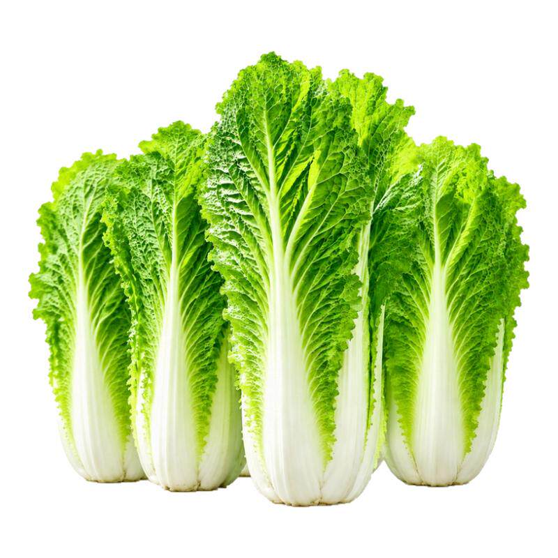 青菜蔬菜种孑直筒天津青麻叶白菜种子秋季庭院大白菜种籽蔬菜种子