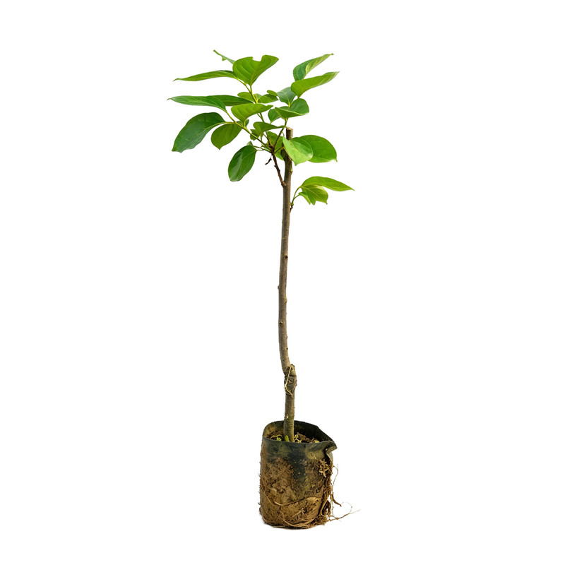 柿子树苗嫁接树苗甜柿子苗