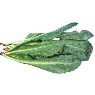 大青叶板蓝根种子种籽孑苗中药子种种植苗秧中草药秧苗根种根苗