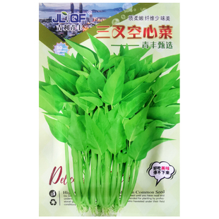 三叉空心菜种子通心菜蓊蕹菜种籽阳台盆栽青菜四季农家菜园蔬菜孑
