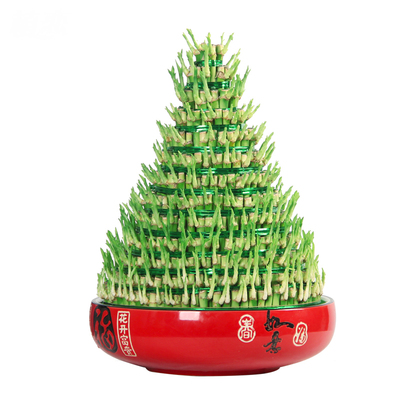 竹塔　宝塔竹富贵竹水培植物竹子