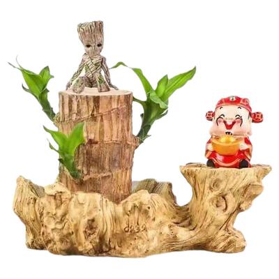 巴西木水养幸运木开花绿植室内盆栽水培植物格鲁特小树人四季带芽